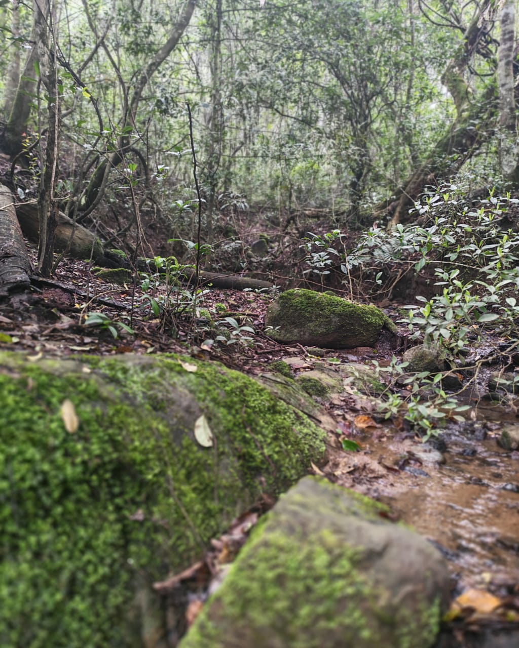 Patrius Bangalow by Daddy's Nest