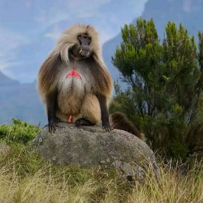Ethio nomad tours