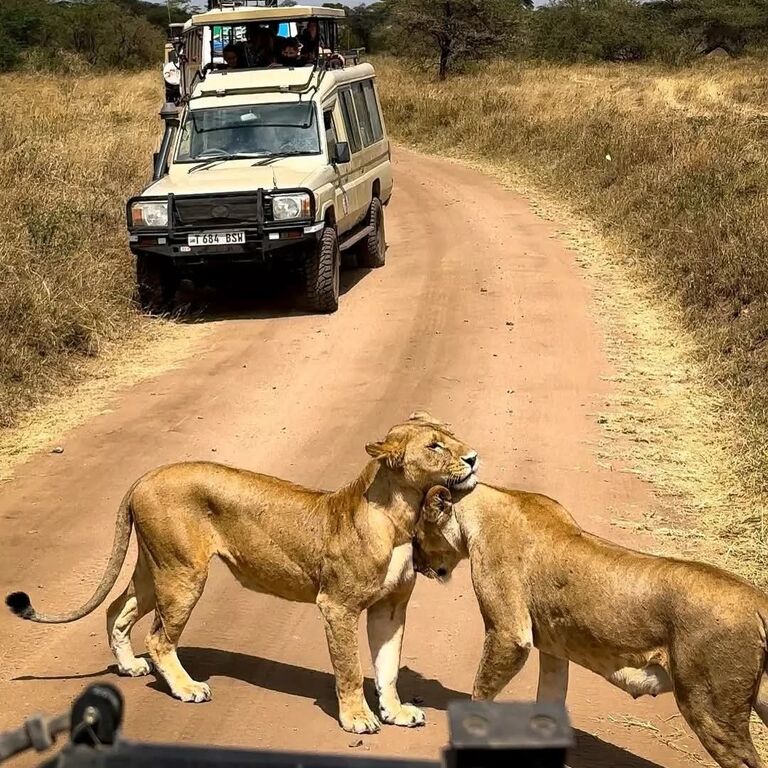 Trip hunters