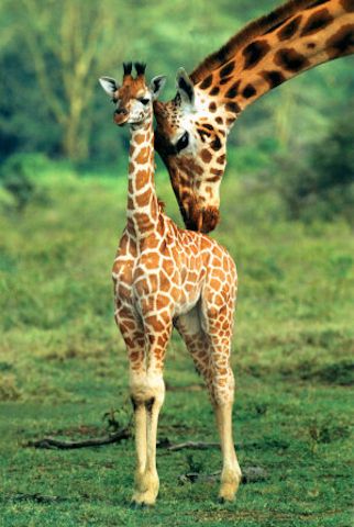 Bridge africa tours