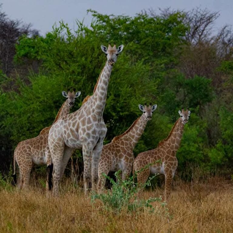 Proviem safaris
