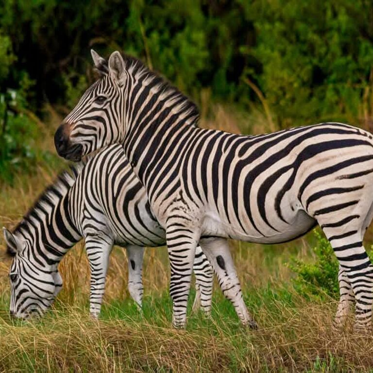 Proviem safaris