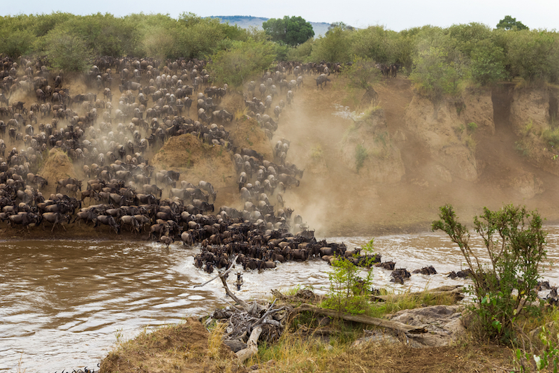 Baisy Oryx Safaris Ltd
