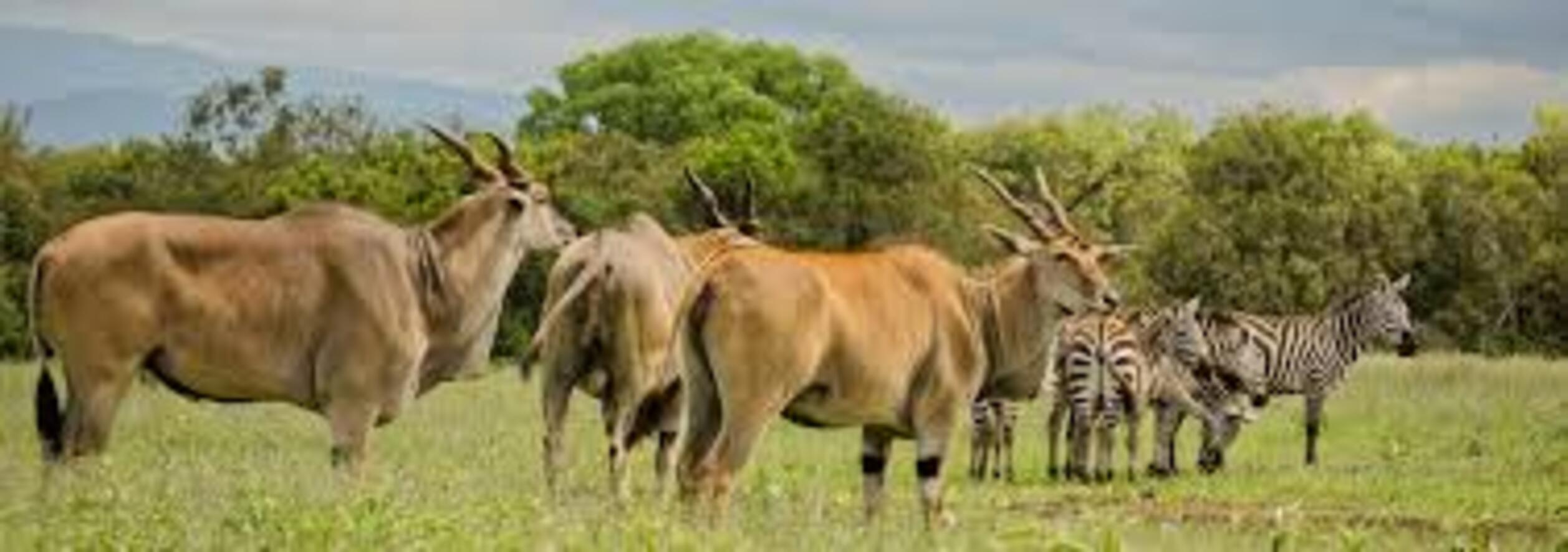 Baisy Oryx Safaris Ltd