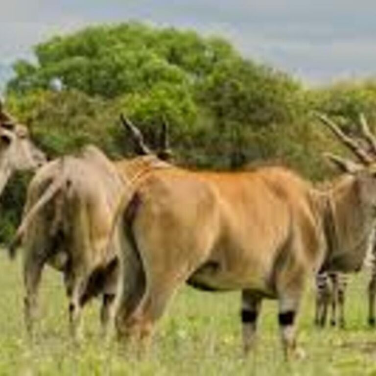 Baisy Oryx Safaris Ltd