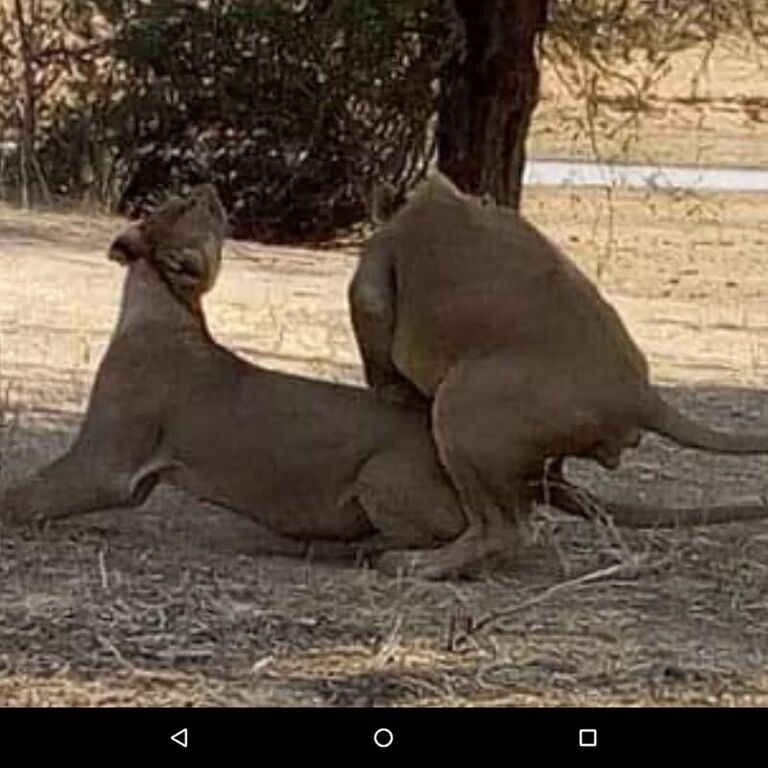 Njoo africa safaris