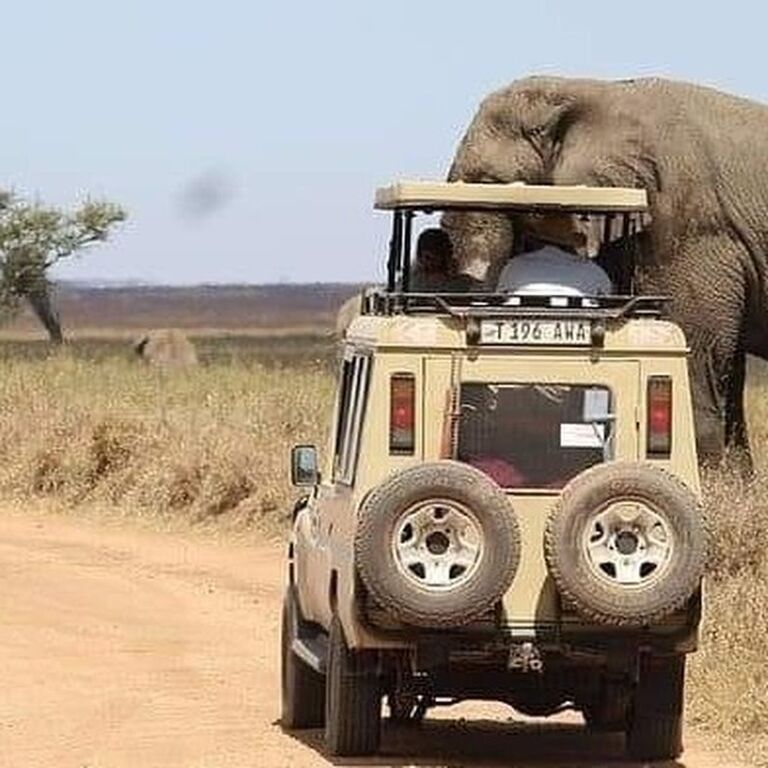 Njoo africa safaris
