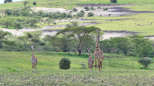 Mirama Hills Safaris