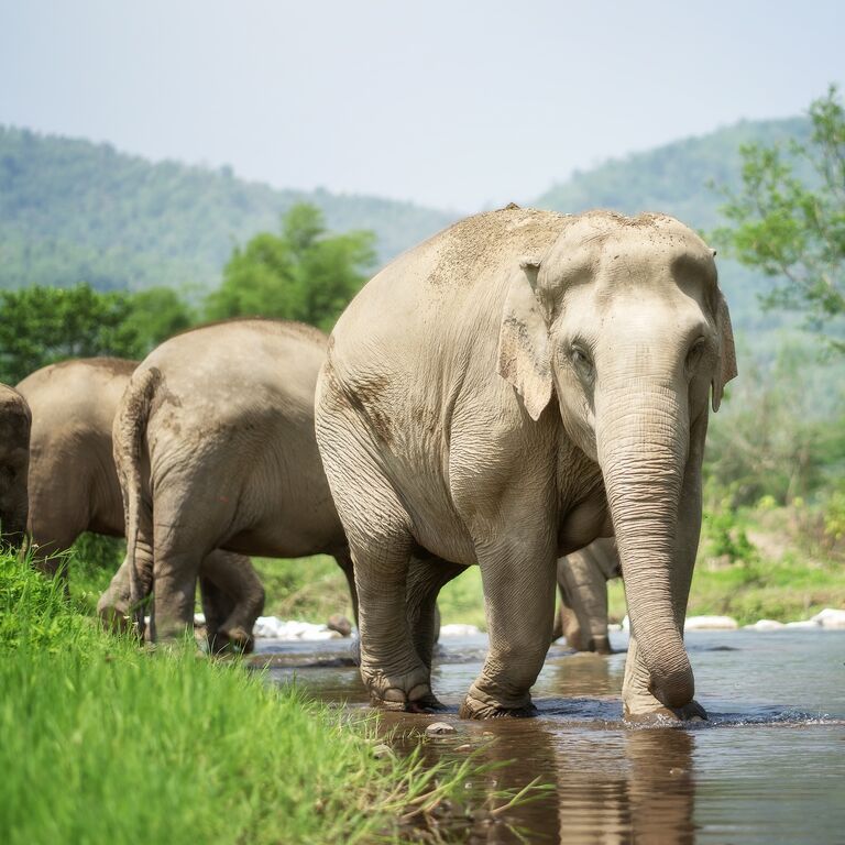 Elephant Jungle Sanctuary