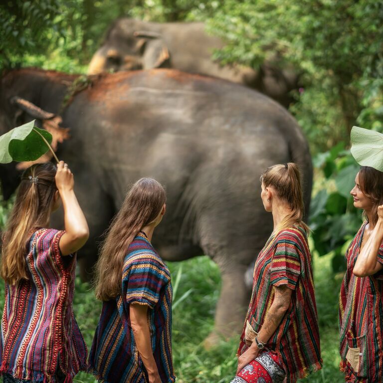 Elephant Jungle Sanctuary