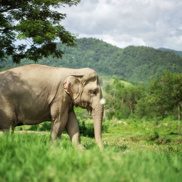 Elephant Jungle Sanctuary