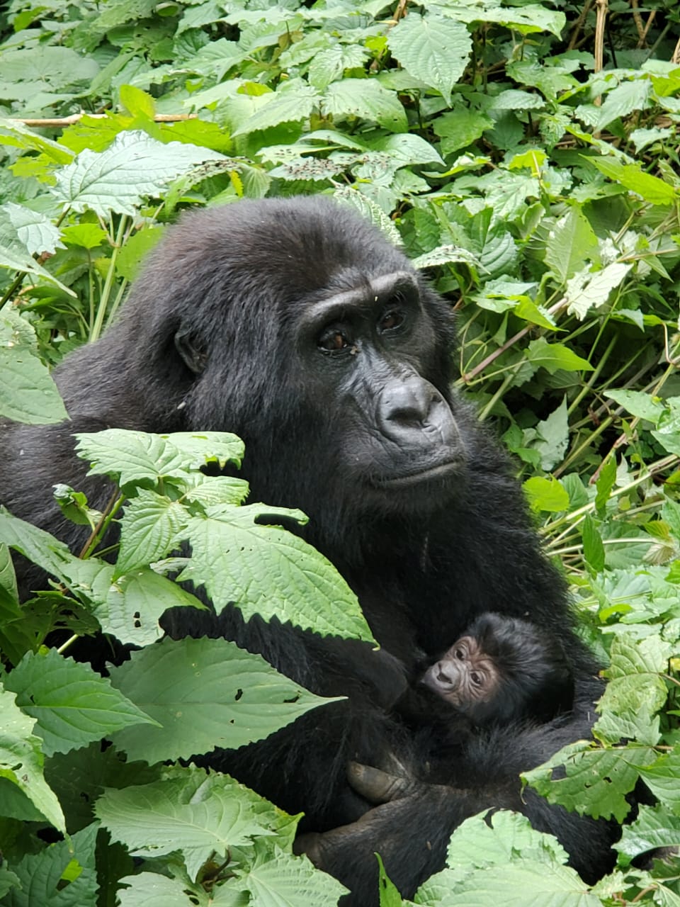 Gorilla & Chimpanzee Tracking Uganda