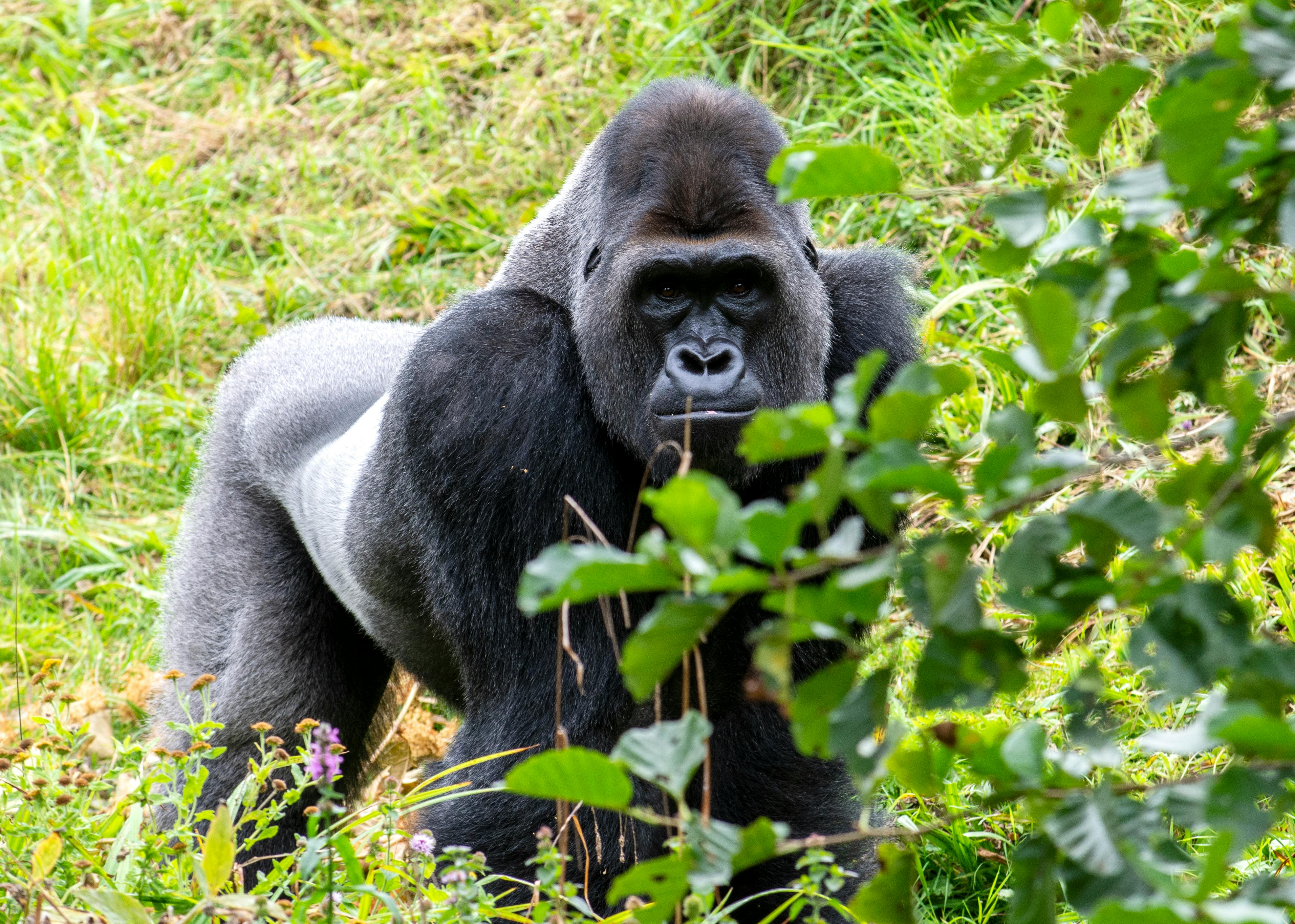 Gorilla & Chimpanzee Tracking Uganda
