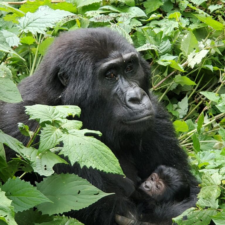 Gorilla & Chimpanzee Tracking Uganda