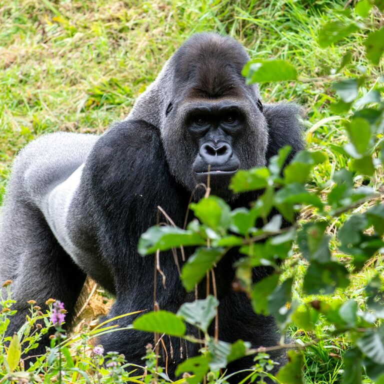 Gorilla & Chimpanzee Tracking Uganda