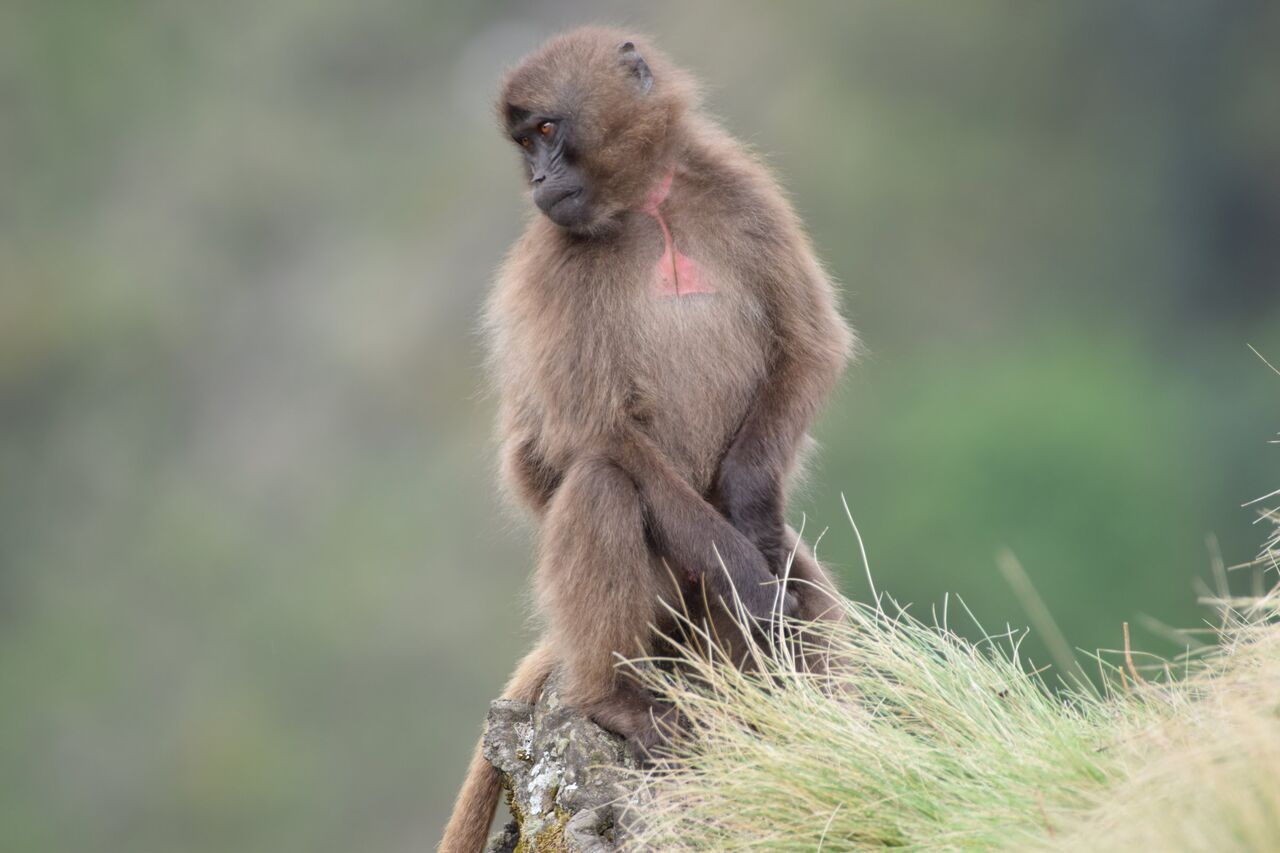 Armaye Ethiopia Tours