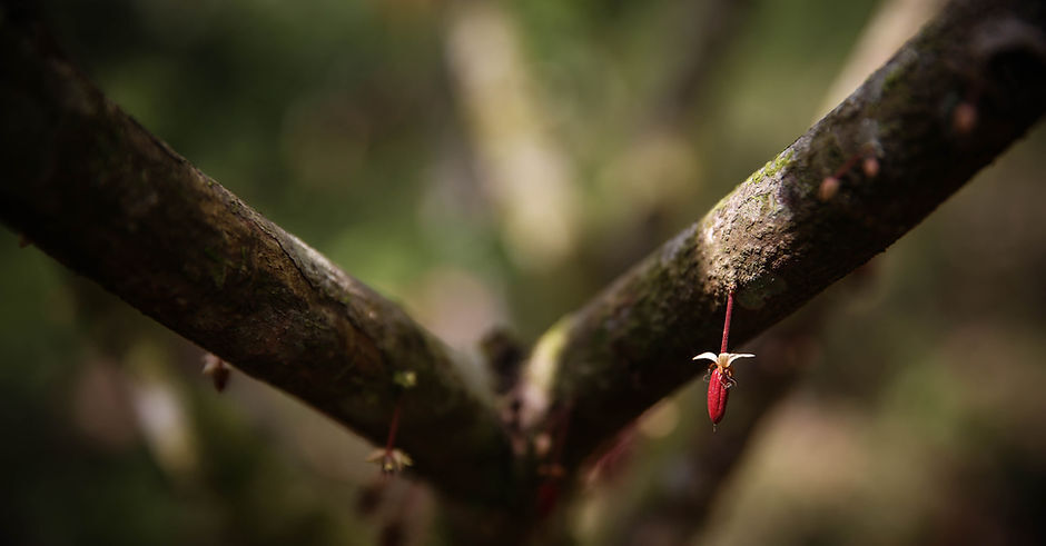 Blue Valley Chocolate