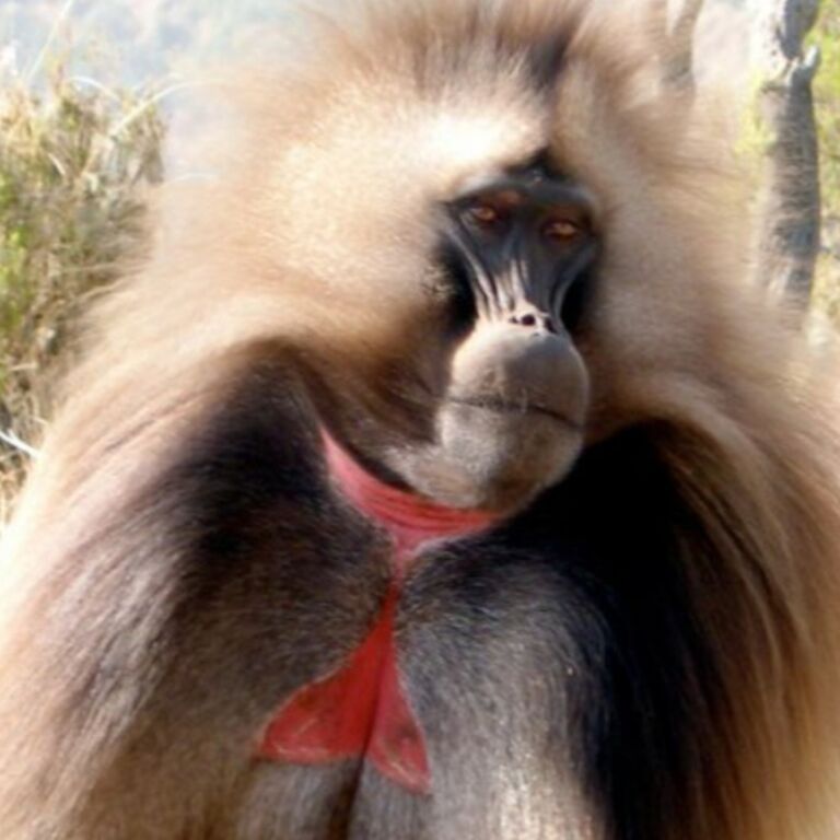 Tewodros