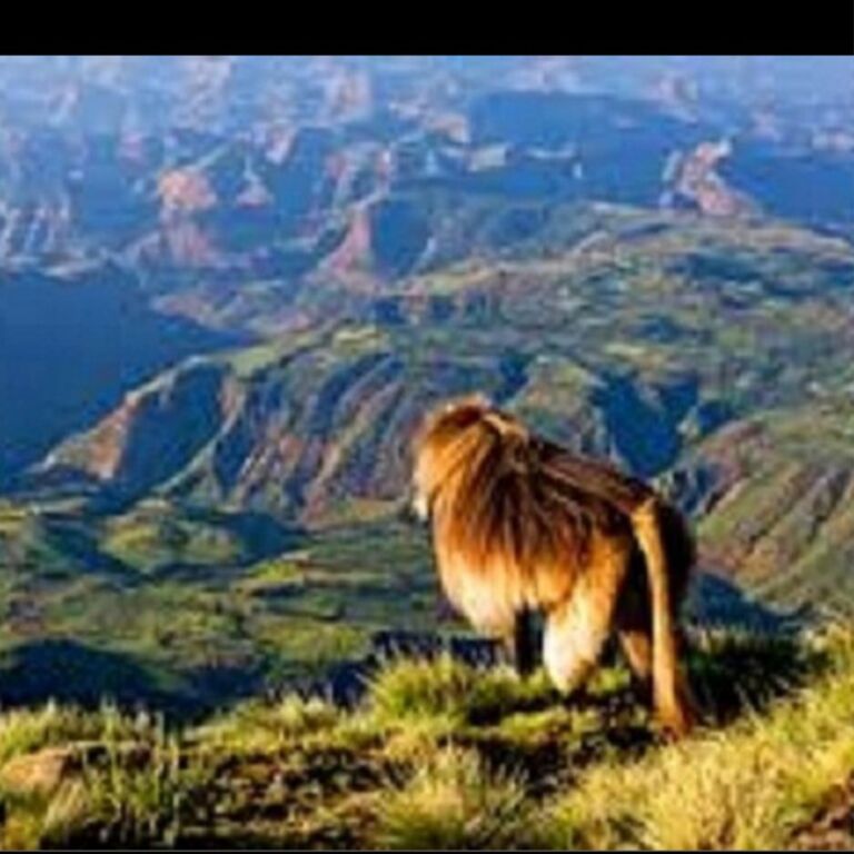 Tewodros