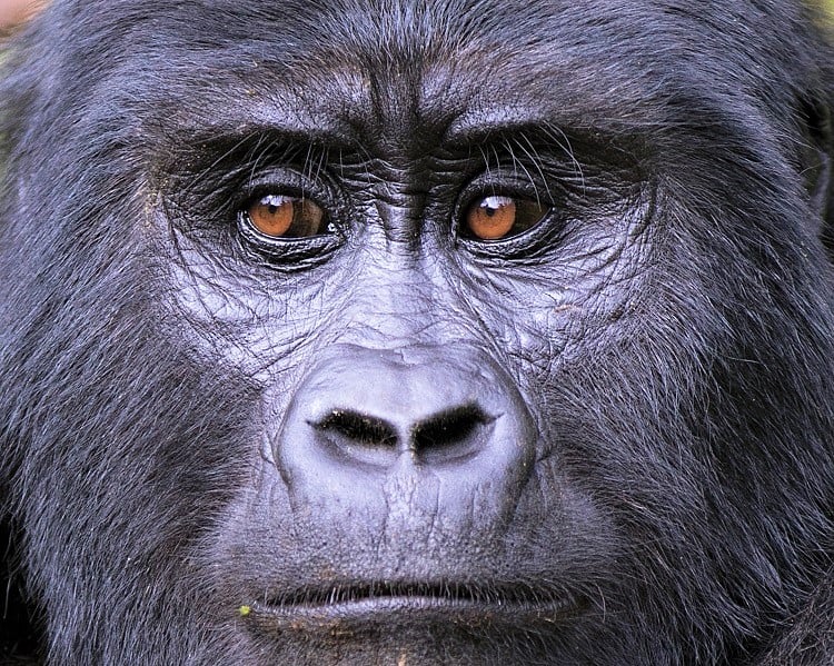 Gorilla trail Exploration