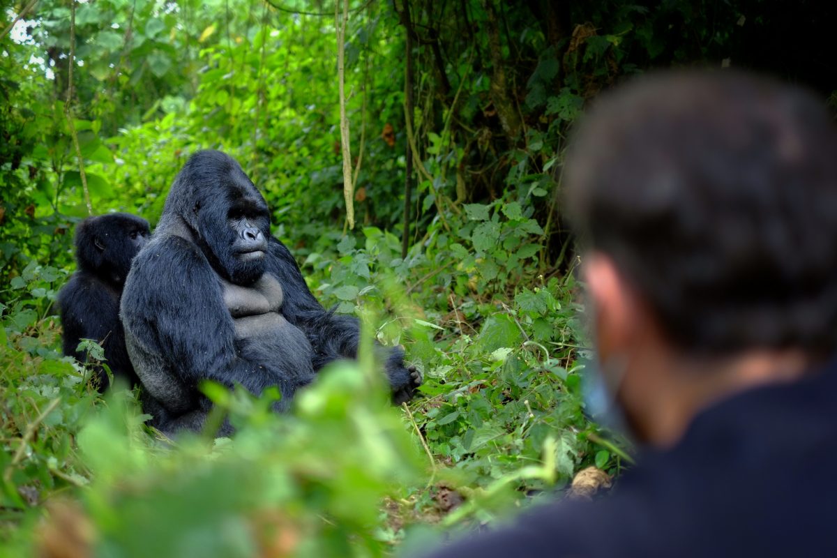 Gorilla trail Exploration