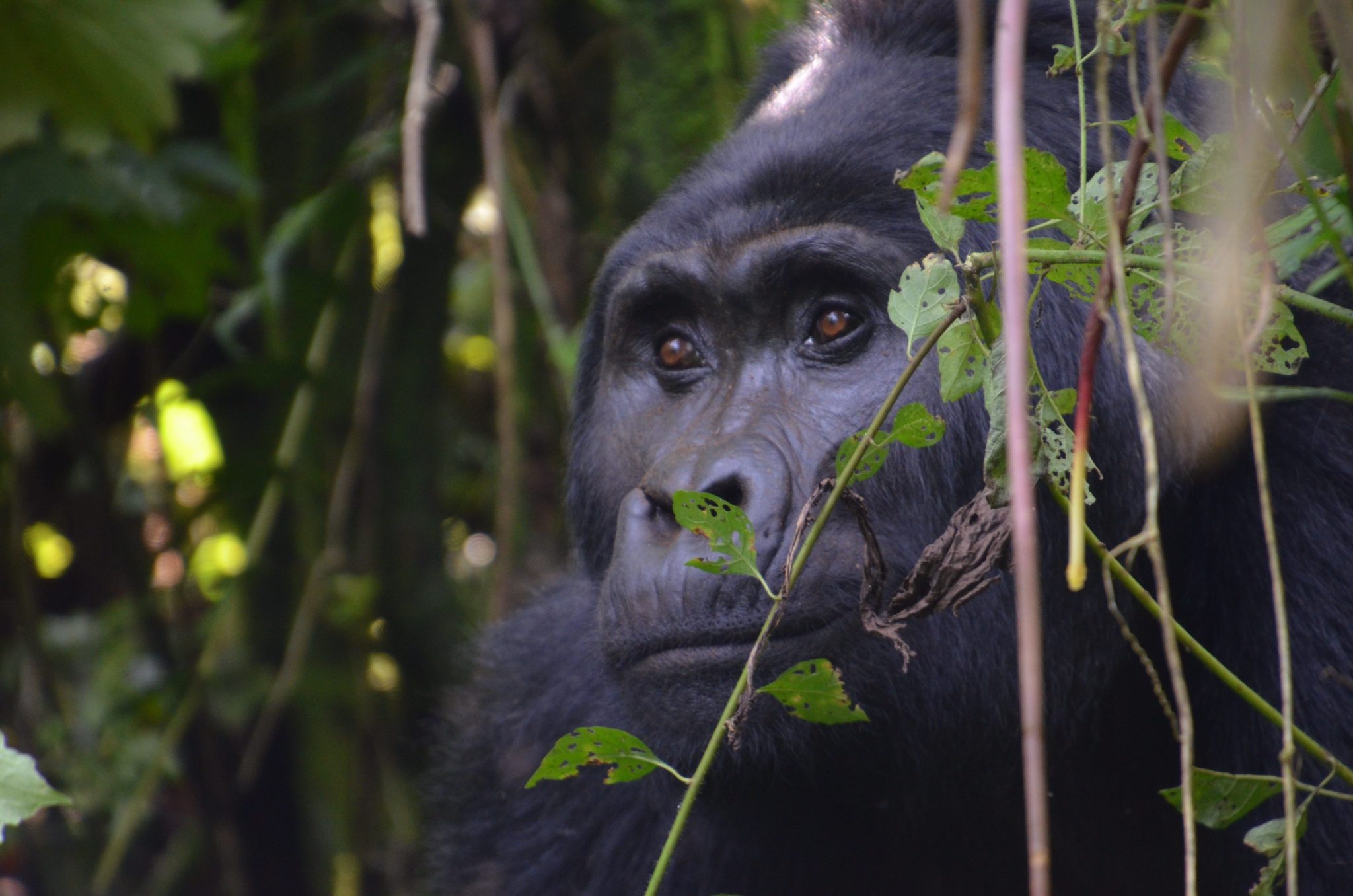 Gorilla trail Exploration