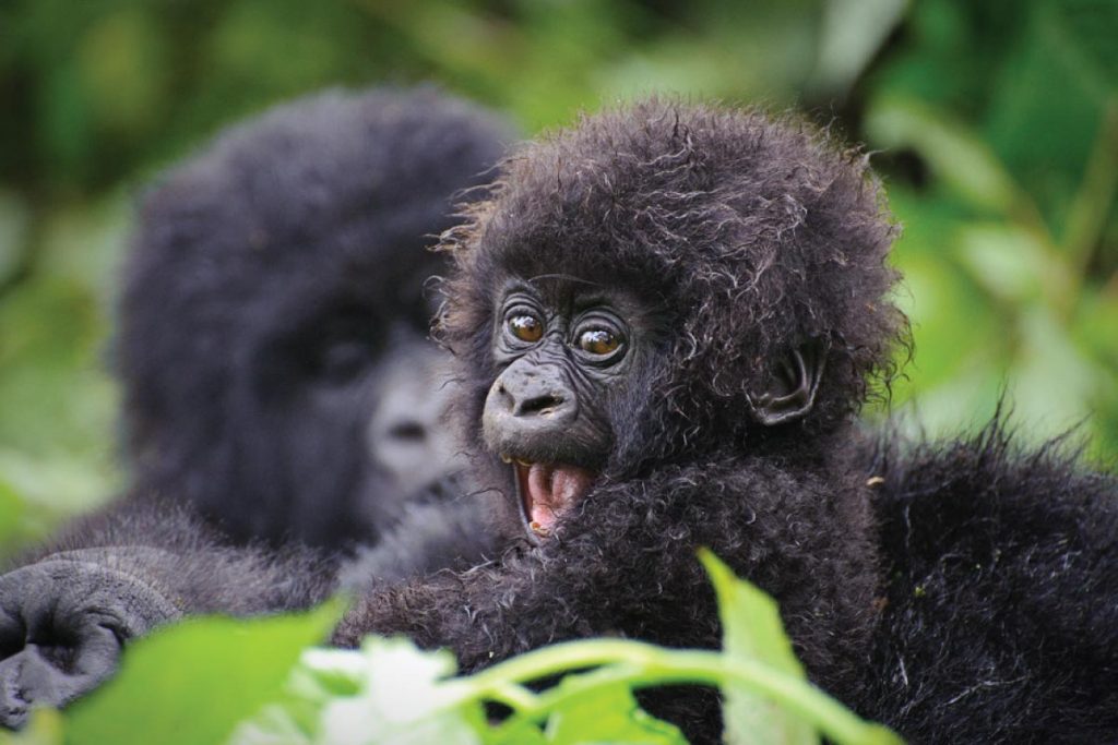 Gorilla trail Exploration