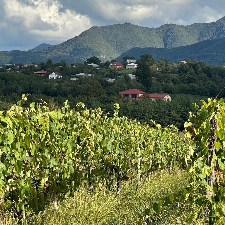 Baias Wine