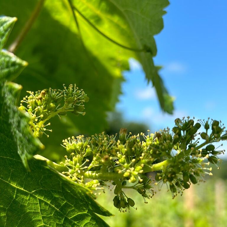 Baias Wine