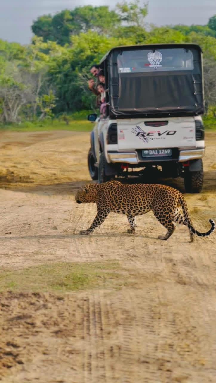 Ceylon wonder tours