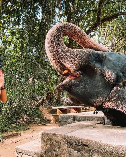 Ceylon wonder tours