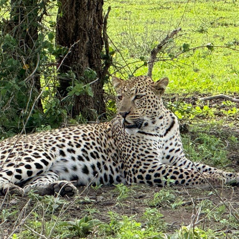 Paws and Claws Safaris