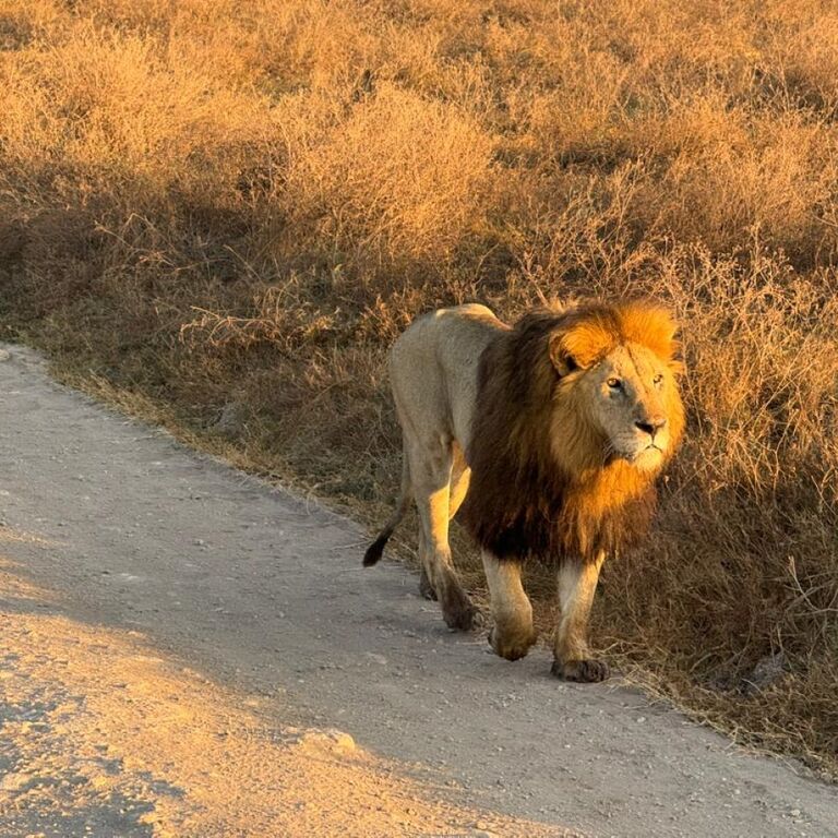 Paws and Claws Safaris
