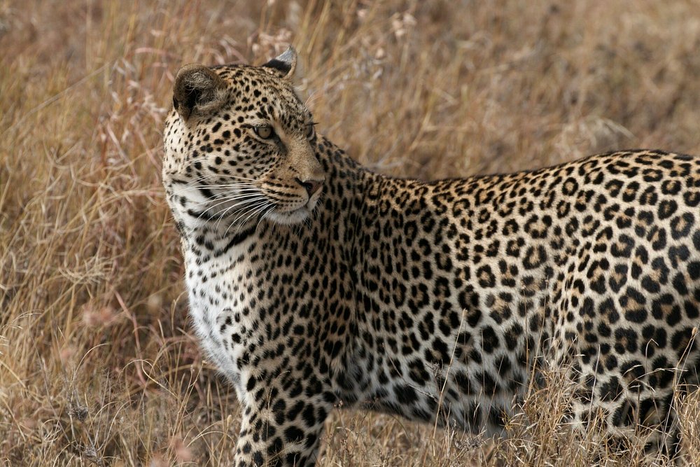 Classic Safari to Manyara, Ngorongoro & Serengeti