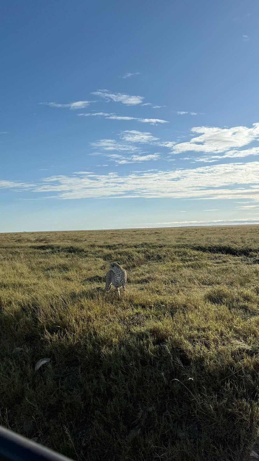 Classic Safari to Manyara, Ngorongoro & Serengeti