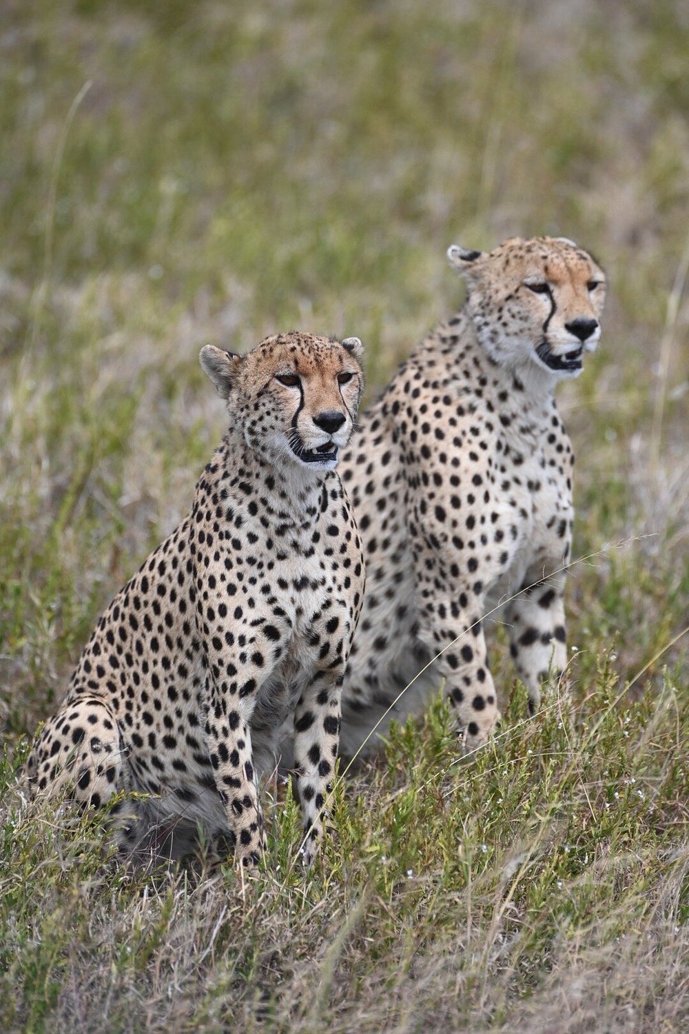Classic Safari to Manyara, Ngorongoro & Serengeti