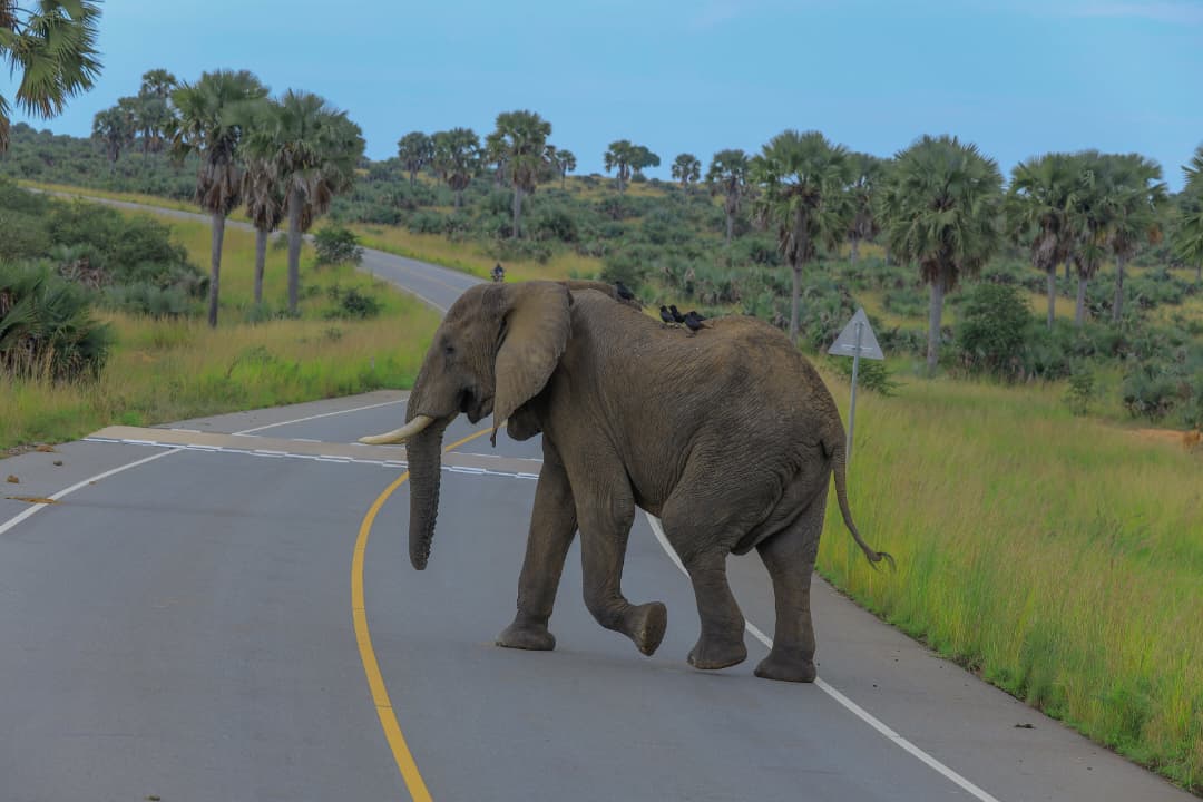 KAJU COMMUNITY AND NATURE TOURS UGANDA LIMITED