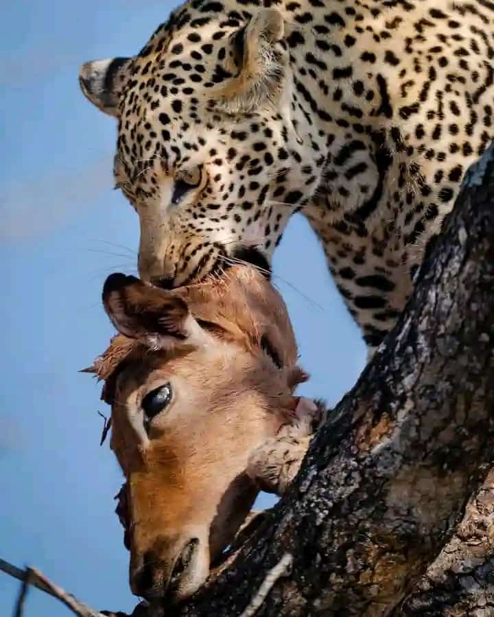 KAJU COMMUNITY AND NATURE TOURS UGANDA LIMITED