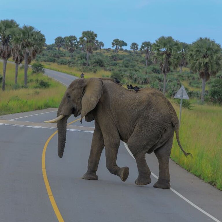 KAJU COMMUNITY AND NATURE TOURS UGANDA LIMITED
