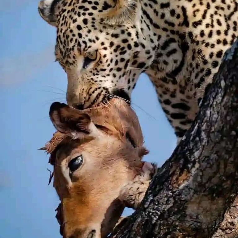 KAJU COMMUNITY AND NATURE TOURS UGANDA LIMITED
