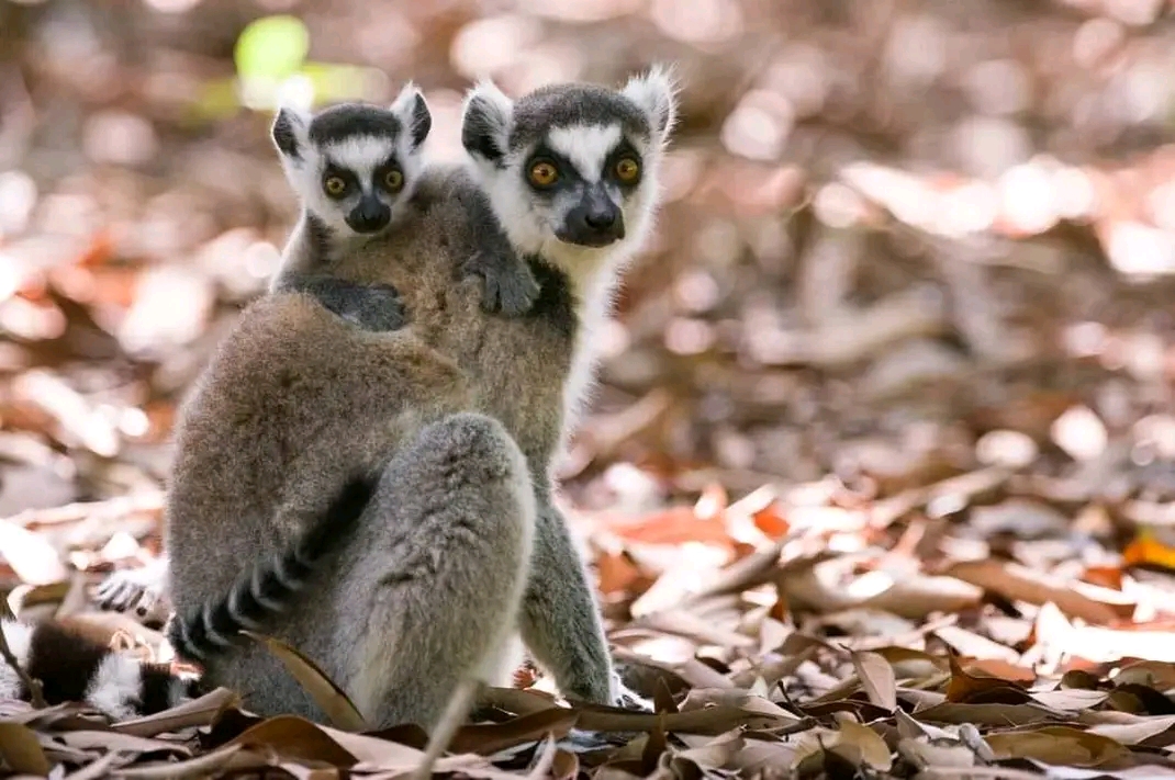 Madagascar junga tour