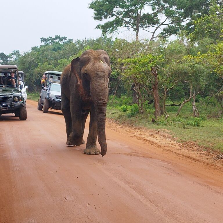 Ami tours