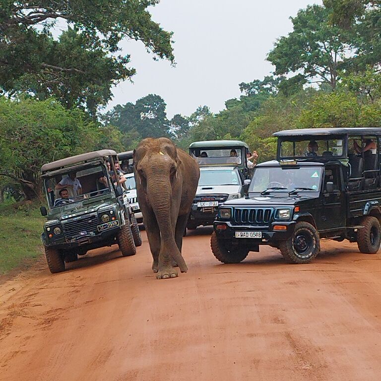 Ami tours