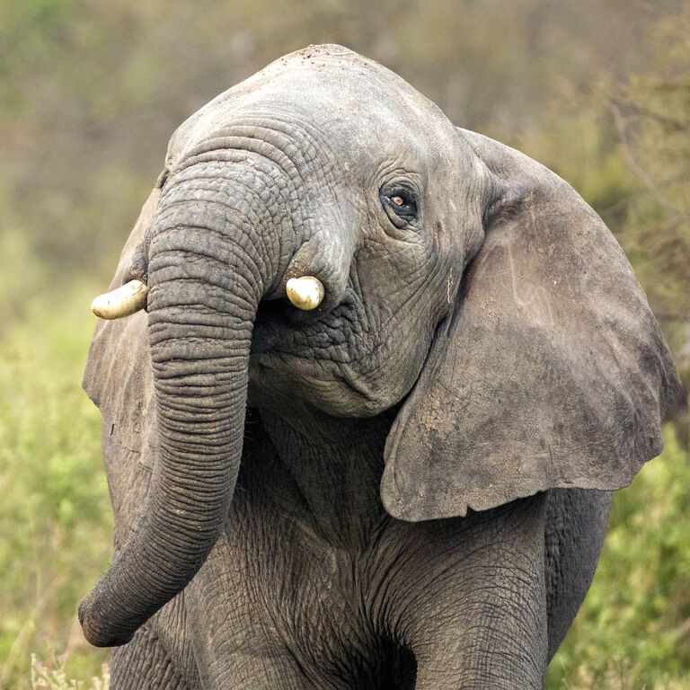 Africa Eco Expeditions Camp