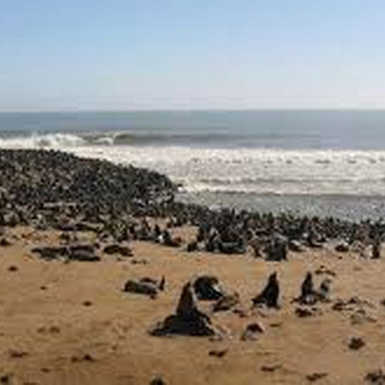 Discovery Safaris and Tours
