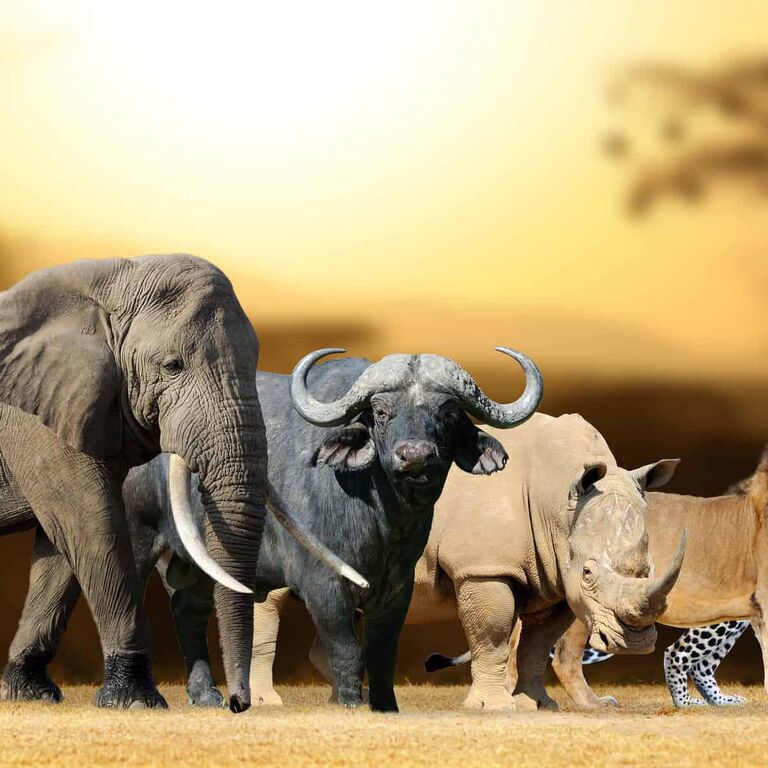 CALM AFRICA SAFARIS