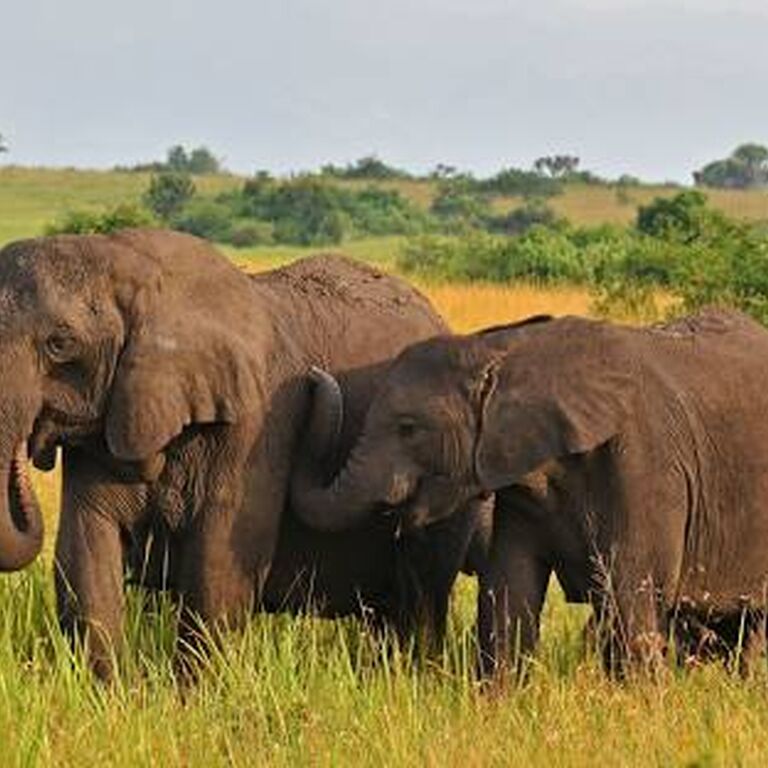 CALM AFRICA SAFARIS