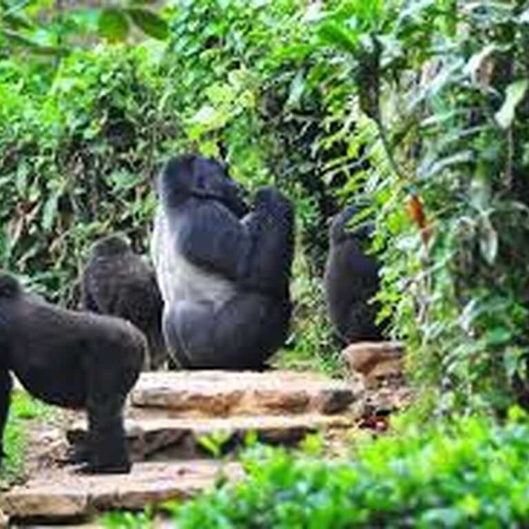 CALM AFRICA SAFARIS