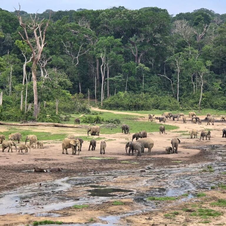 Kivusafari