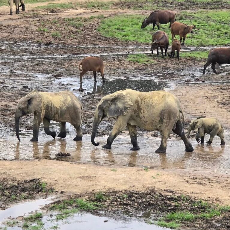 Kivusafari